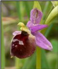 Ophrys biscutella